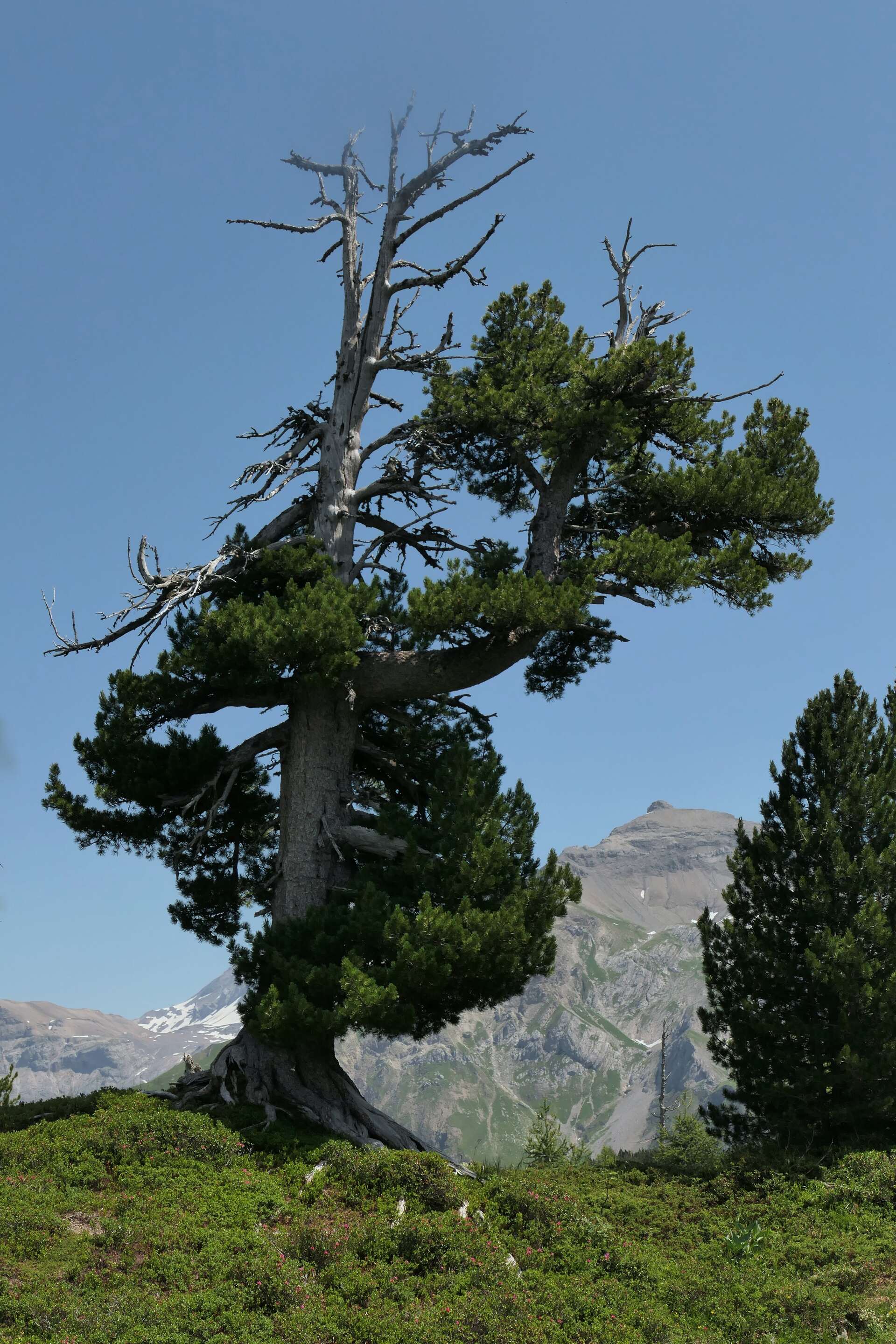 Lenk, Hohberg, wetterharte Altarve, ein Baumdenkmal_C=ETH-Bibliothek Zrich, Bildarchiv  Fotograf Hahn, Peter